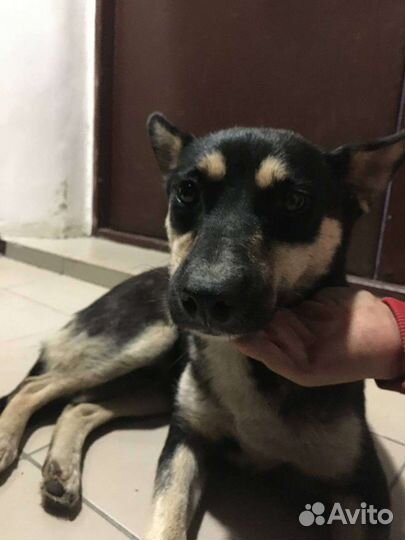 Собака дворняшка