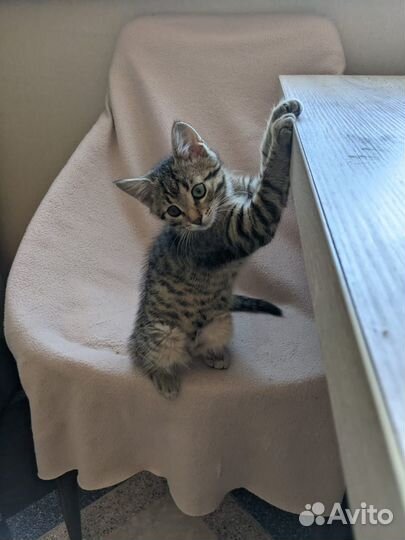 Котик Шпротик