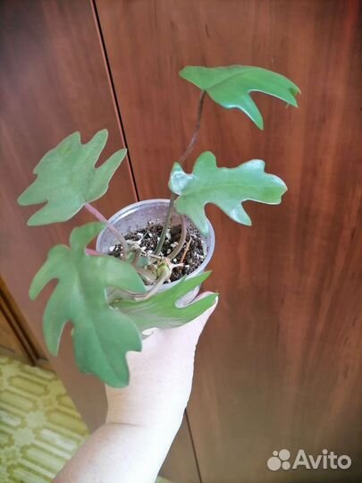 Спатифиллум Домино