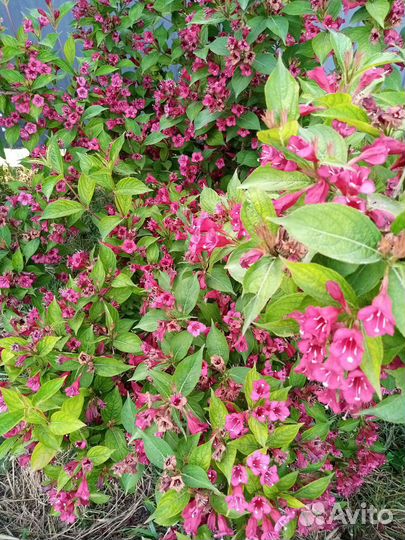 Цветущие кустарники