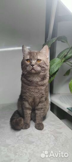 Вязка Британец кот на вязку