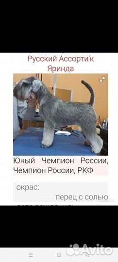 Щенок цвергшнауцера