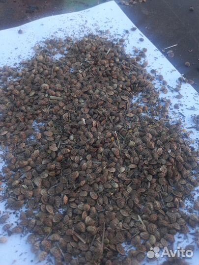 Продам семена эспарцета