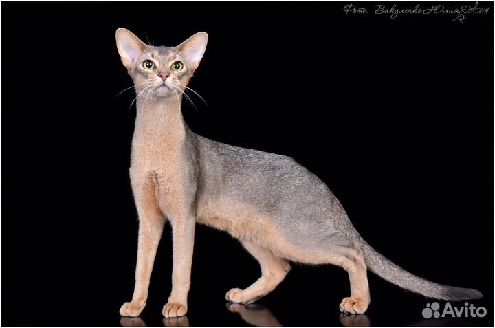 Абиссинская