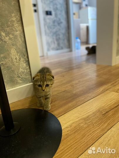 Шотландские котята