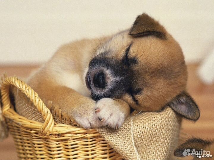 Фотограф, видеограф. Свадебный, семейный, детский