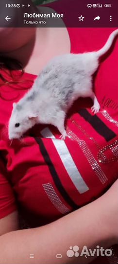 Крыса Дамбо хаски крысята