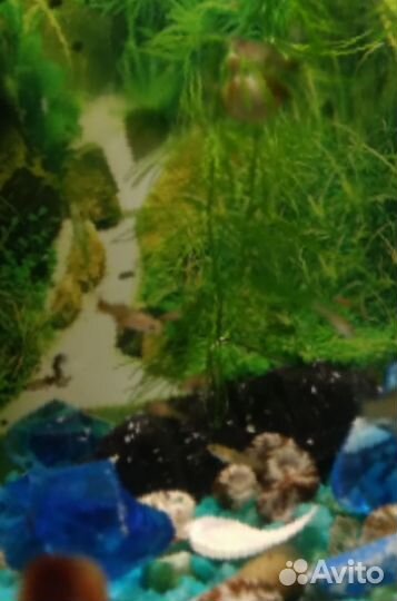 Гуппи мальки