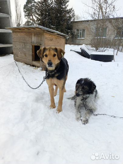 Собака в добрые руки отдам бесплатно