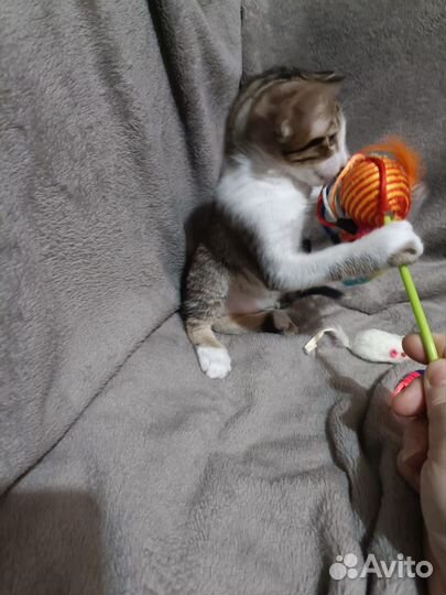 Ориентальный малыш