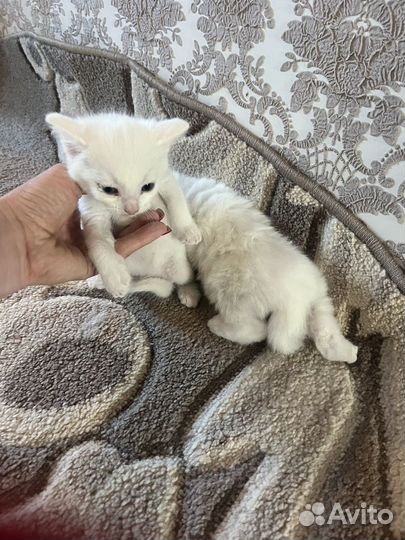 Котята от обычной кошки