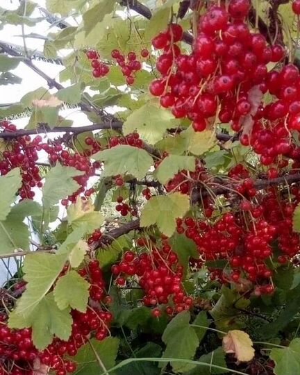 Дом 90 м² на участке 20,9 сот.