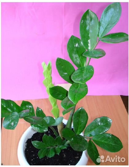 Замиокулькас замиелистный и Педилантус шпорцевый