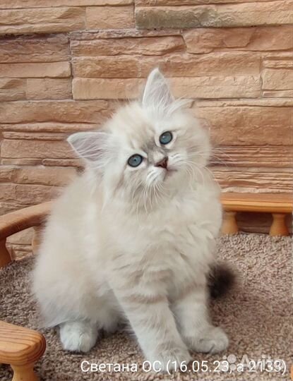 Невская маскарадная сибирские котята девочки