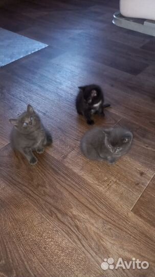 Котята в добрые руки бесплатно