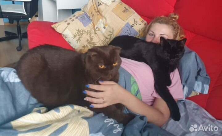 Котоняня / Зооняня / Кэтситтер