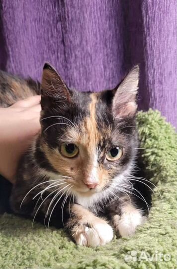 Молодая и ласковая Кошка