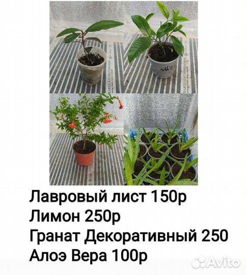 Гранат и не только