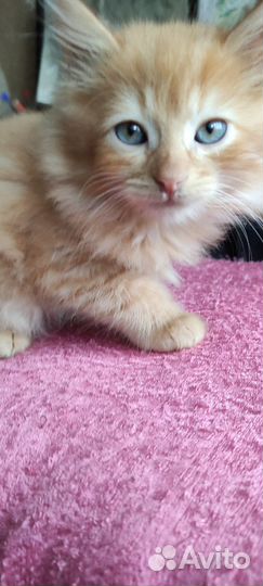 Рыжее солнышко