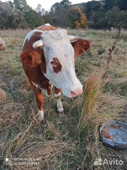 Продам телку