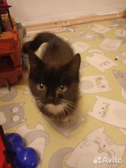 Котятки в добрые руки