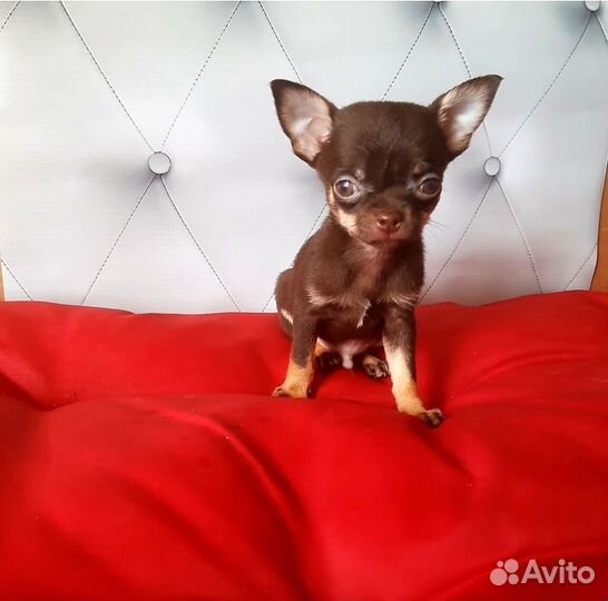 Мальчик Чихуахуа