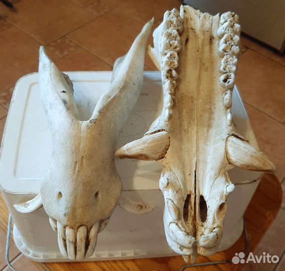 Череп секача