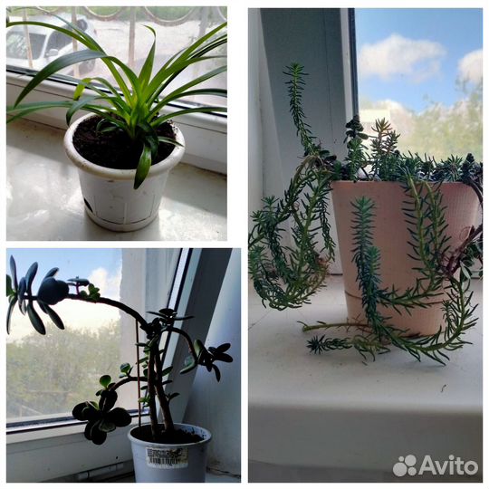 Комнатные растения