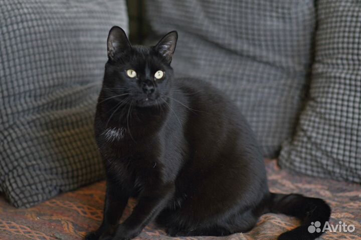 Черный кот в добрые руки