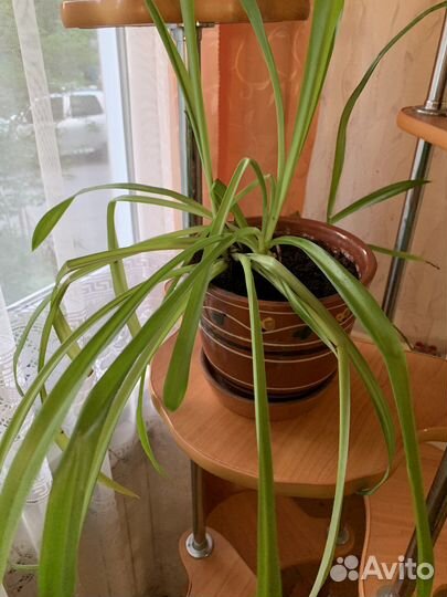 Хлорофитум