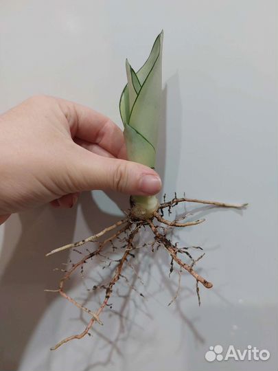 Сансевиерия Муншайн