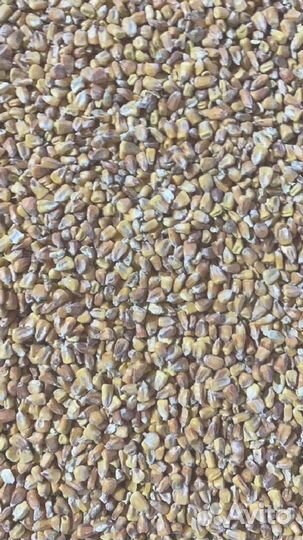 Зерно Кукуруза