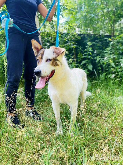 Собака друг и охраник ишет дом