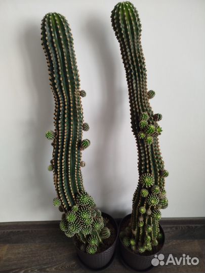 Большой кактус