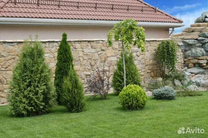 Рулонный газон /продажа/укладка