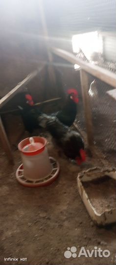 Куры молодки Петухи