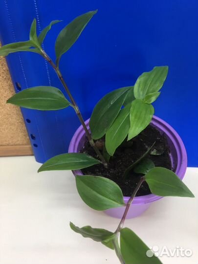 Традесканция, сансивьера