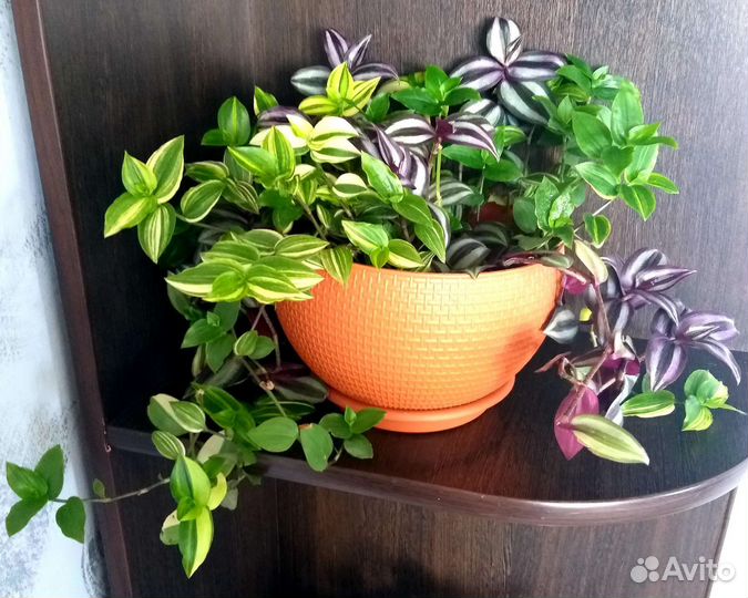 Традесканции