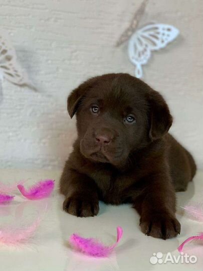 Щенки лабрадора