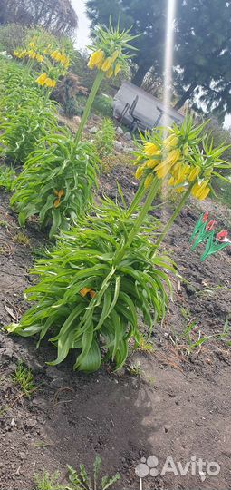 Рябчик императорский 