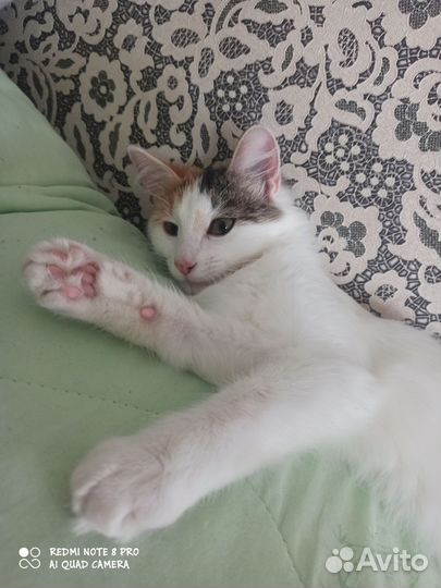 Кошка
