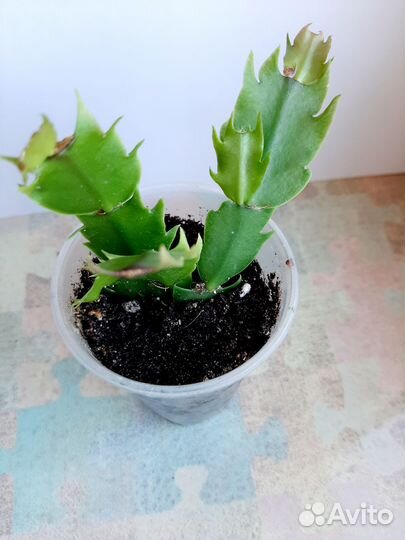 Декабрист белый