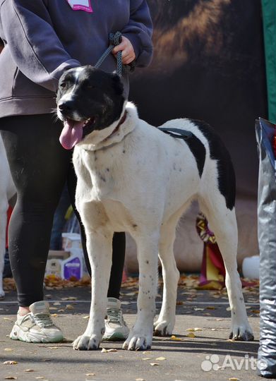 Среднеазиатская овчарка