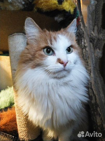 Кошки в добрые руки бесплатно