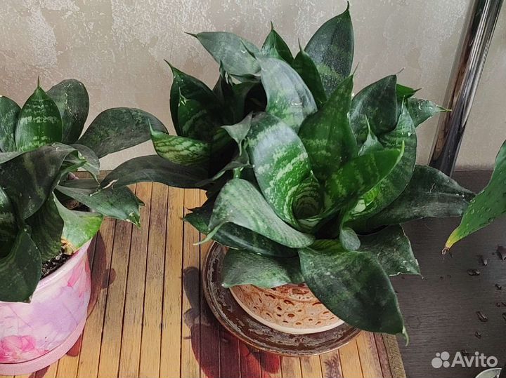 Сансевиерия(карликовая)