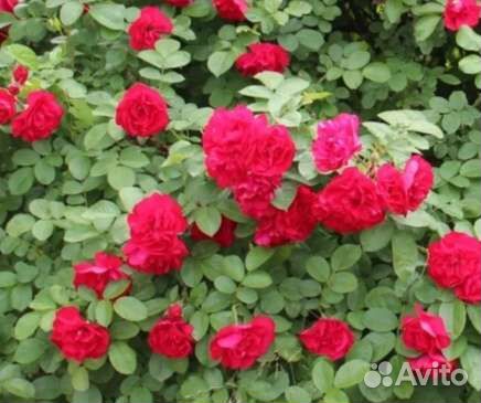 Роза кустовая