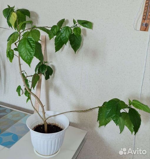 Гибискус махровый красный