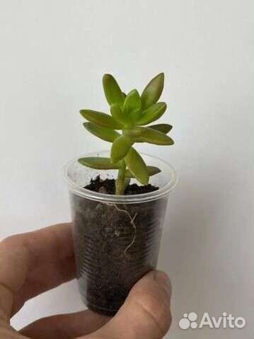 Суккуленты, эхиверия