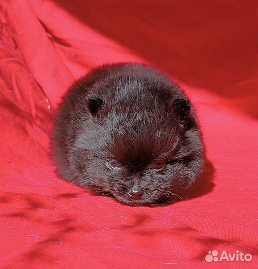 Уголёк померанский шпиц