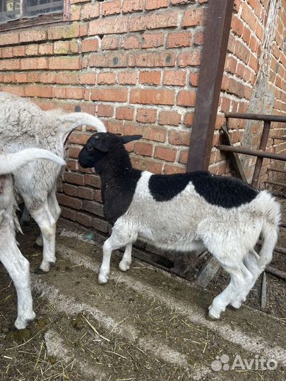 Баранчики дорпер